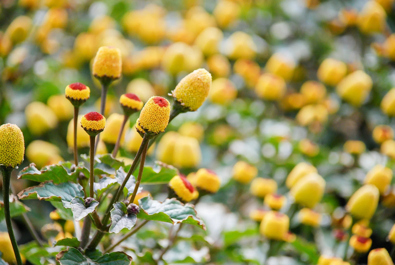 Gele bloemen met rode toppen, natuurlijke schoonheid - Cryon
