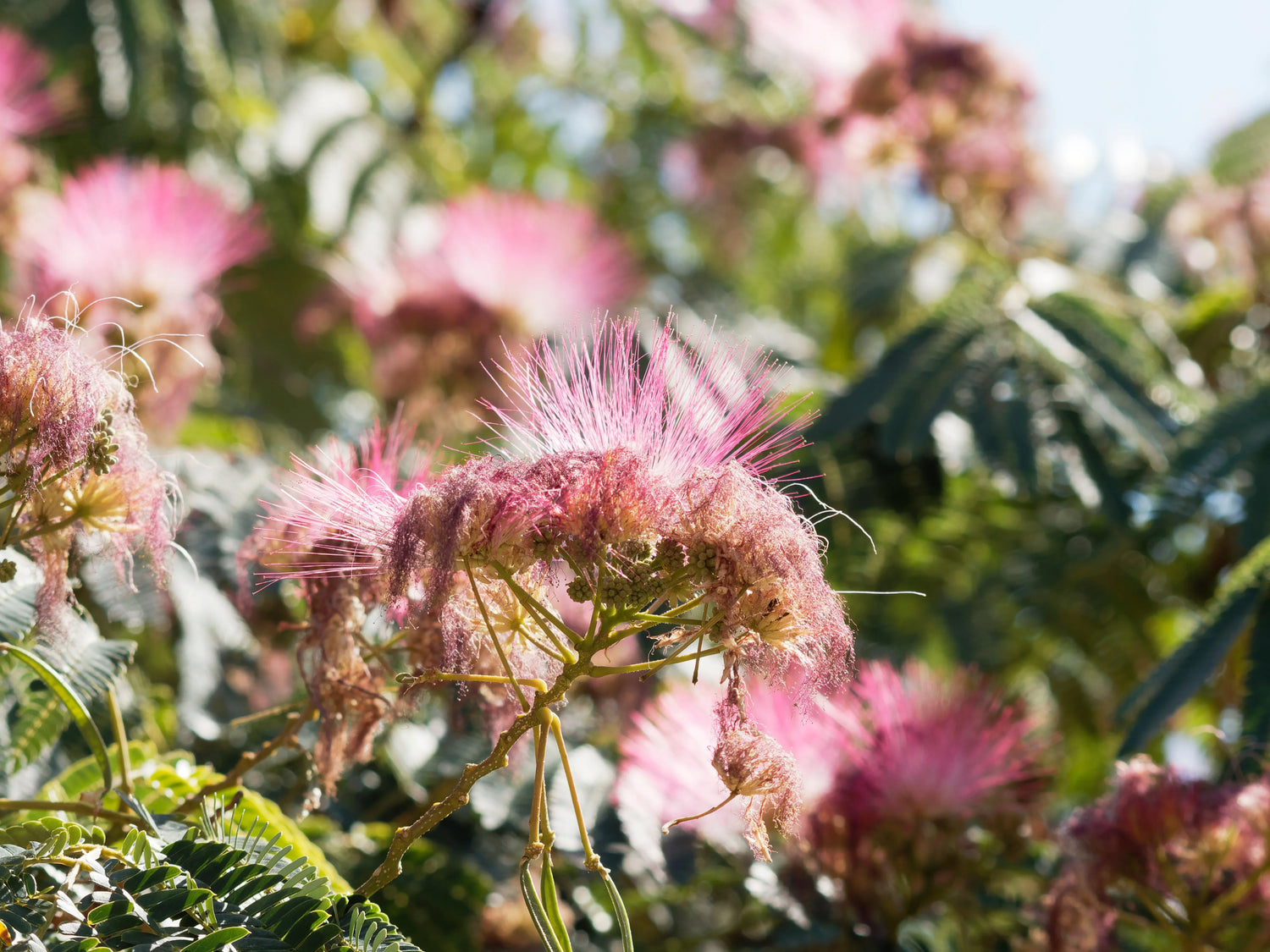 Roze bloemen met fijne vezels, groen bladerdak, natuurlijke schoonheid