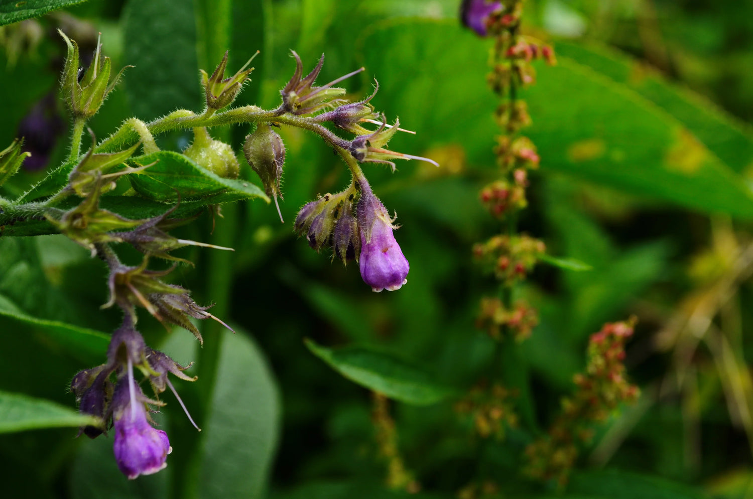 Paarse bloem met groene bladeren - natuurlijke schoonheid